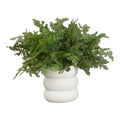 Maidenhair Fern Bush Greenery Add On