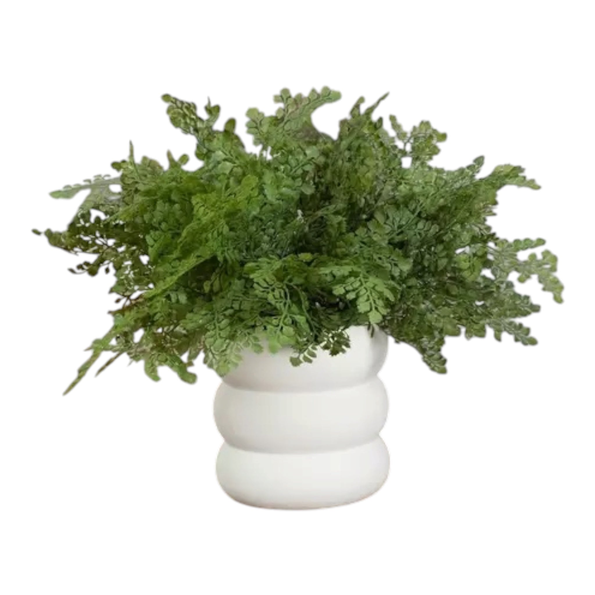 Maidenhair Fern Bush Greenery Add On